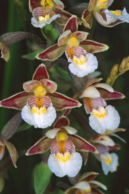 Epipactis palustris