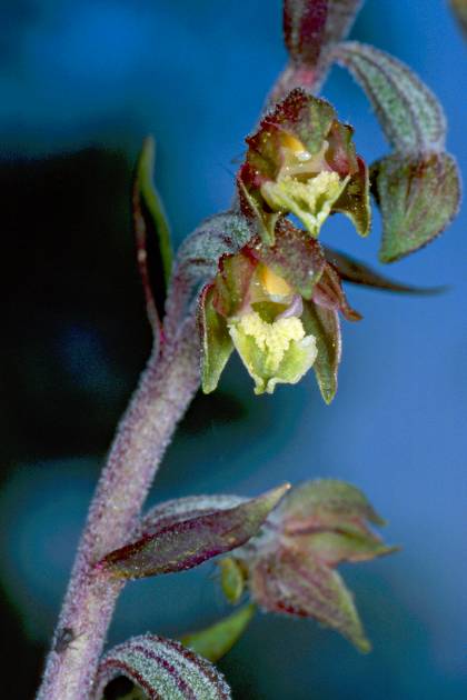 Epipactis microphylla