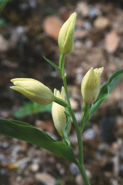 Cephalanthera damasonium