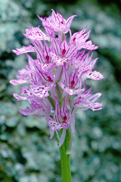 Orchis tridentata