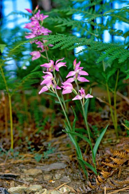 Cephalathera rubra